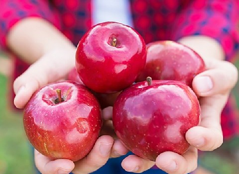 خرید سیب قرمز درختی همدان + قیمت فروش استثنایی